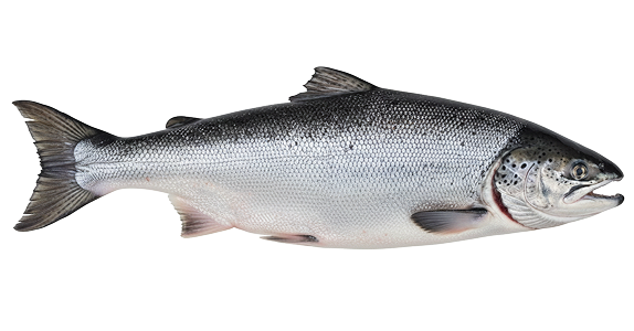 Salmone